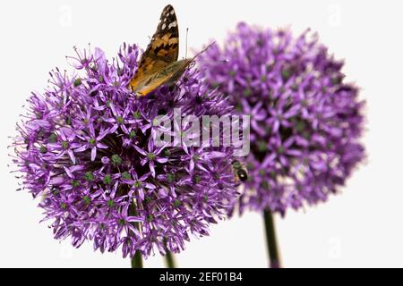 Gros plan d'un papillon sur une fleur d'allium, isolée. Banque D'Images