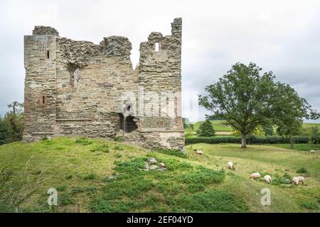 Extérieur du château de Hopton, vestiges d'un ancien château dans les collines de Shropshire, Royaume-Uni Banque D'Images