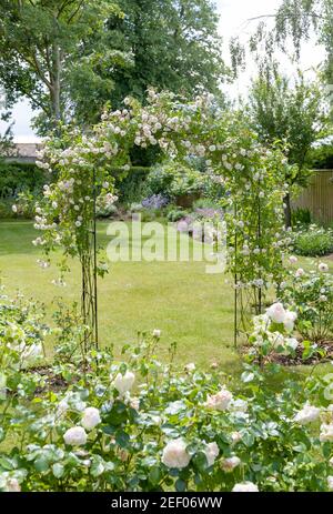 Rose blanche en rampe sur une arche de Monet rose dans un Grand jardin du Royaume-Uni Banque D'Images