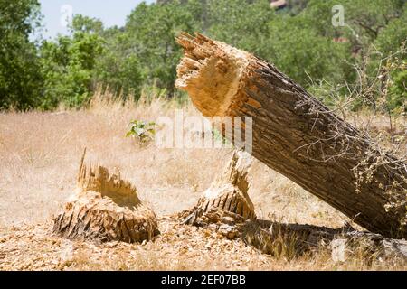 Dommage à l'arbre Beaver. Arbre coupé par un castor nord-américain dans le parc national de Zion, Utah, États-Unis Banque D'Images