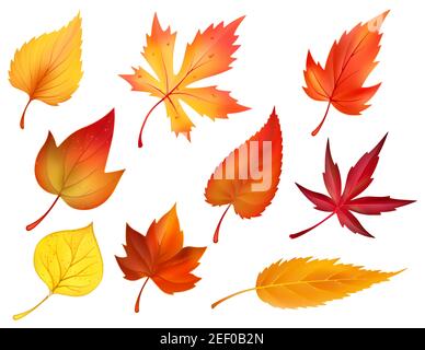 Icônes de feuilles d'automne ou de feuillage d'automne. Ensemble vectoriel isolé d'érable, de chêne ou de bouleau et de feuille d'arbre de rowan. Chute de peuplier, de hêtre ou d'orme et de peuplier faux-tremble automne lea Illustration de Vecteur