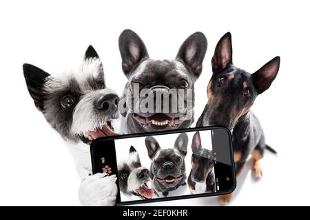 groupe d'équipe de chiens prenant un selfie isolé sur fond blanc, sourire et bonne photo Banque D'Images