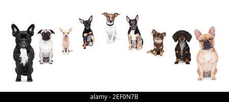 groupe d'équipe de chiens prenant un selfie isolé sur fond blanc, sourire et bonne photo Banque D'Images