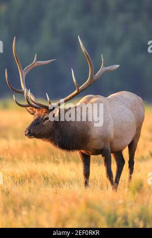 Bull elk Cervus canadensisin Parc national des montagnes Rocheuses, Colorado Banque D'Images