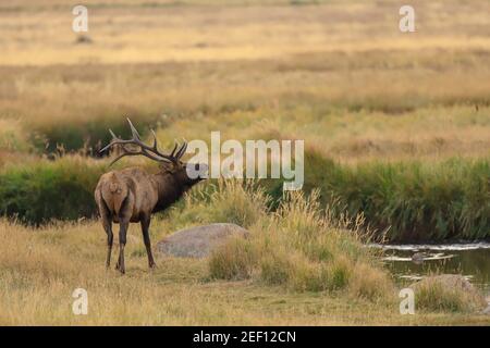 Bull elk Cervus canadensisin debout près d'un lit de ruisseau. Parc national des montagnes Rocheuses, Colorado Banque D'Images