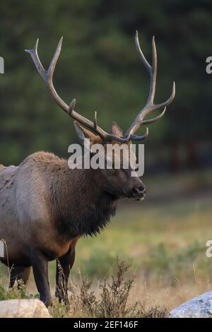 Bull elk Cervus canadensisin Parc national des montagnes Rocheuses, Colorado Banque D'Images