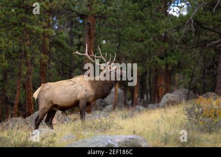 Bull elk Cervus canadensisin Parc national des montagnes Rocheuses, Colorado Banque D'Images