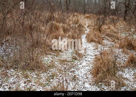 Chemin des cerfs à travers le champ d'hiver Banque D'Images