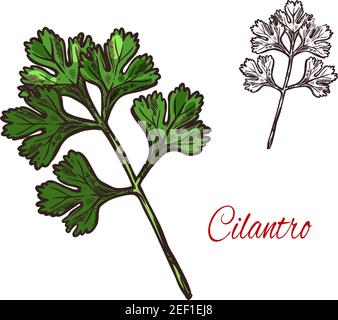 Coriandre ou cilantro plante isolée esquisse d'herbes d'épices. Persil chinois, feuille verte fraîche et branche. Assaisonnement des aliments et cuisson des ingrédients étiquette desi Illustration de Vecteur