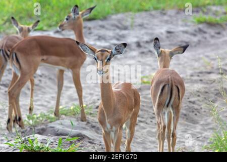 Impala (Aepyceros melampus). Antilope. Animaux plus jeunes, immatures, en association, en groupe, montrant des marquages faciaux et arrière du corps, typiques de l'espèce. Banque D'Images