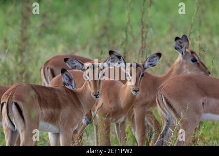 Impala (Aepycerus melampus). Association, combinaison, groupe de jeunes animaux immatures, toujours une partie du troupeau. Orienté vers l'avant, mise au point de l'attention. Banque D'Images