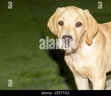 Un adorable chiot Golden Labrador Retriever regarde attentivement le appareil photo avec herbe verte en arrière-plan Banque D'Images