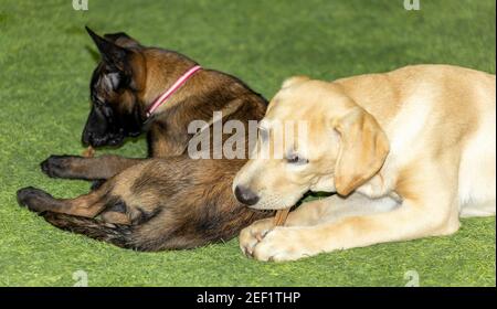 Un chiot Golden Labrador Retriever est accompagné d'un Malinois belge Chiot sur l'herbe mangeant leur chicher de doggie gâteries Banque D'Images