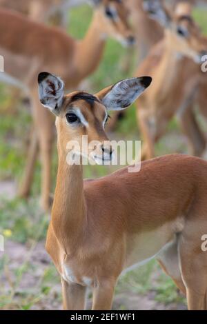 Impala (Aepyceros melampus). Femme Portrait. Tête. Traits du visage, makings. Avant corps. Alerte, attentif.un parmi le troupeau. Attention. Banque D'Images