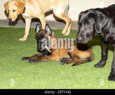 Un adorable chiot malinois belge mange son régal tout en étant vigilant Entouré d'un chiot du Labrador doré et d'un Labrador noir chiot Banque D'Images