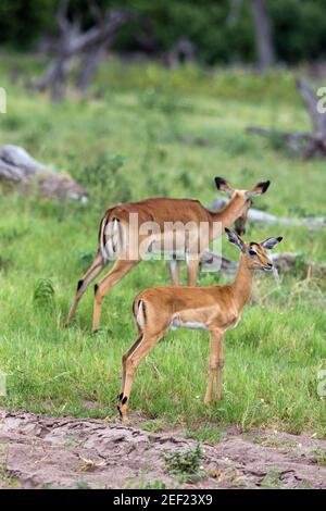 Impala (Aepyceros melampus). Mère et jeune. Botswana. Afrique. Banque D'Images