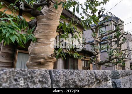 Isolation protection des arbres enveloppant des bandages sur un arbre dans la ville urbaine de Nerima, Tokyo, Japon. Banque D'Images