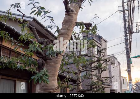 Isolation protection des arbres enveloppant des bandages sur un arbre dans la ville urbaine de Nerima, Tokyo, Japon. Banque D'Images