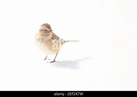 Un Bruant des arbres américains qui s'enfile dans la neige le matin froid de février. La neige constitue l'arrière-plan presque entièrement blanc de cette image surexposée Banque D'Images