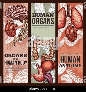 Affiche d'esquisse médicale pour l'anatomie des organes humains. Système respiratoire, digestif et cardiovasculaire vectoriel du cerveau et de l'audition, de l'oesophage, de la rate et des reins ou Illustration de Vecteur