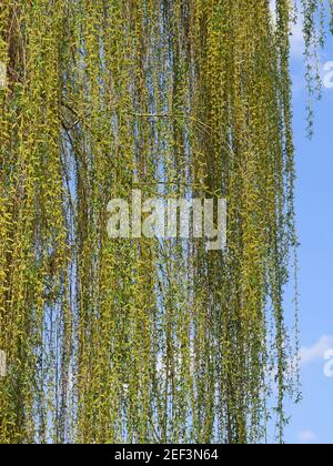 Le saule pleurant avec de longues brindilles souples fleurit abondamment à la mi-avril, accrochant des branches fleuries sur fond de ciel bleu par temps chaud et ensoleillé Banque D'Images