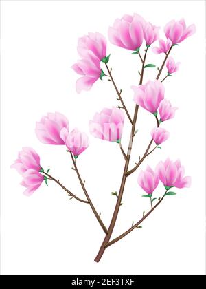 Le brunch est agrémenté de fleurs de magnolia vector Illustration de Vecteur