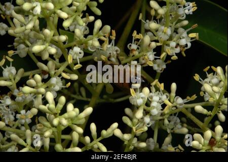 Abeille rapide - ou vous manquerez cette abeille, nourrissant sur le nectar de Cotoneaster Blossom (Cotoneaster frigidus) grandissant à l'extérieur de mes fenêtres. Banque D'Images