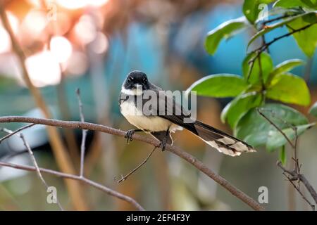 Gros plan Malaysian Pied Fantail perché sur la branche Banque D'Images