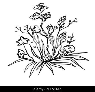 bouquet de fleurs dessin à main levée. design clipart linéaire pour emballage, cartes, décoration pour mariage, cadeau, menu végétalien ou végétarien. naturel Banque D'Images