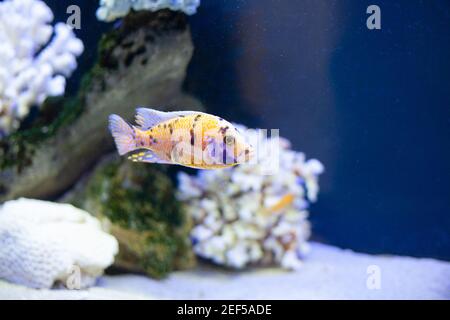 Magnifique poisson d'océan dans l'eau de mer bleue Banque D'Images