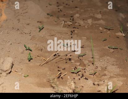 La façon dont les fourmis font leur nourriture atteindre anthill ou fourmis colonie. inde - Asie Banque D'Images
