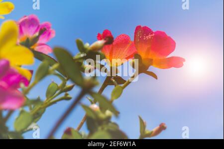 Fleurs communes de Purslane avec ciel bleu et lumière du soleil. Banque D'Images