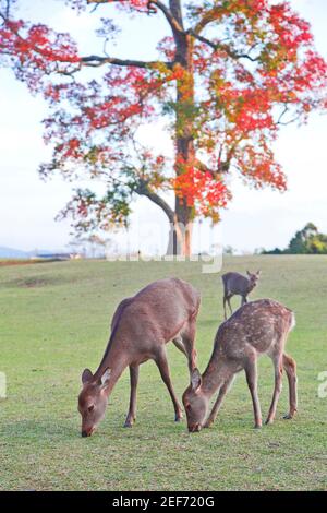 Les déateurs Nara se déplacent gratuitement dans le parc Nara. Banque D'Images