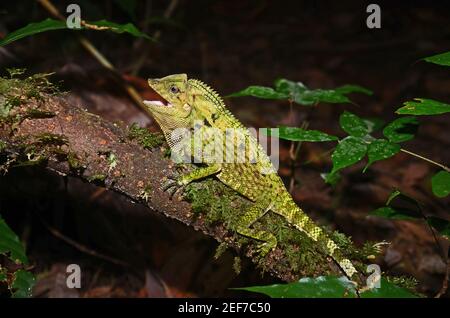 La Doria à tête d'angle lizard (Gonocephalus doriae), le parc national de Gunung Gading, Malaisie Banque D'Images