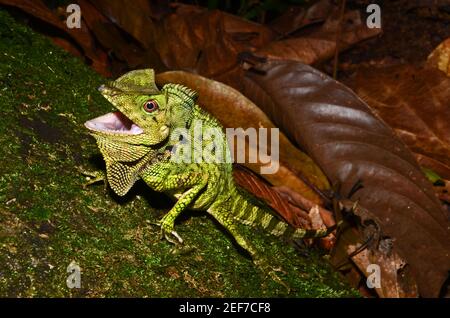 La Doria à tête d'angle lizard (Gonocephalus doriae), le parc national de Gunung Gading, Malaisie Banque D'Images