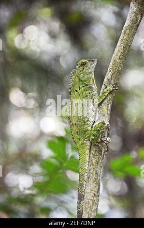 La Doria à tête d'angle lizard (Gonocephalus doriae), le parc national de Gunung Gading, Malaisie Banque D'Images