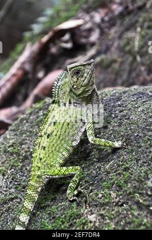 La Doria à tête d'angle lizard (Gonocephalus doriae), le parc national de Gunung Gading, Malaisie Banque D'Images