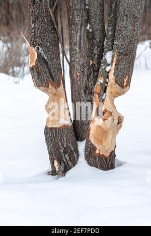 Résultat du travail du castor de nuit pour en hacher plusieurs tronc d'arbre en hiver Banque D'Images