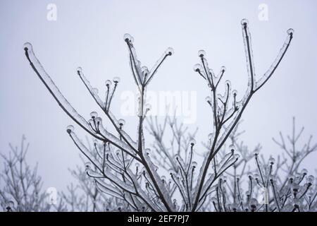 Branches gelées après la pluie verglaçante en hiver. Banque D'Images