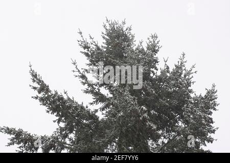 Sapin de Douglas par temps de neige. L'arbre est originaire de l'ouest de l'Amérique du Nord et est également connu sous le nom d'épinette de Douglas, de pin de l'Oregon et de pin de Colombie. Banque D'Images