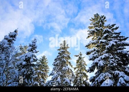 De hautes épinettes couvertes de neige atteignant le ciel bleu avec quelques nuages altocumulus moelleux le jour froid de février. Finlande. 2021. Banque D'Images