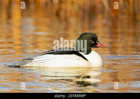 Un goosander mâle nageant dans un étang de la ville dans le centre de Berlin. Banque D'Images