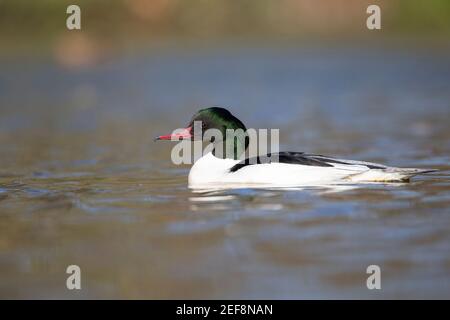 Un goosander mâle nageant dans un étang de la ville dans le centre de Berlin. Banque D'Images