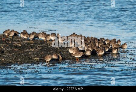 Un troupeau de Redshank commun sur le rivage de l'estuaire de la rivière Forth, réserve naturelle de Kinneil, Bo'Ness, Lothian occidental. Banque D'Images