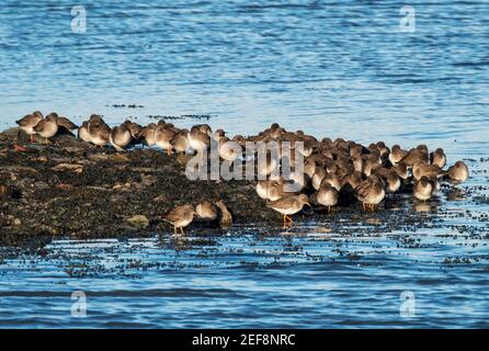 Un troupeau de Redshank commun sur le rivage de l'estuaire de la rivière Forth, réserve naturelle de Kinneil, Bo'Ness, Lothian occidental. Banque D'Images