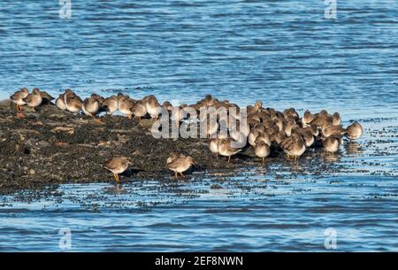 Un troupeau de Redshank commun sur le rivage de l'estuaire de la rivière Forth, réserve naturelle de Kinneil, Bo'Ness, Lothian occidental. Banque D'Images