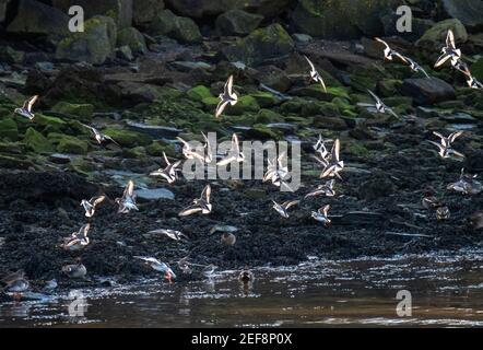 Un troupeau de Redshank commun sur le rivage de l'estuaire de la rivière Forth, réserve naturelle de Kinneil, Bo'Ness, Lothian occidental. Banque D'Images