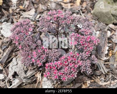 Gros plan de belles fleurs roses en forme d'étoile de Sedum causticola ou Stonecrop, une couverture succulente qui fleurit en été et en automne. Haut Banque D'Images