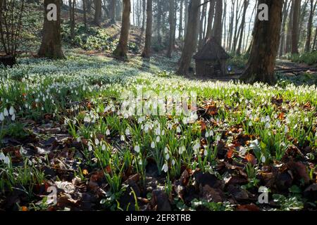 L'une des plus belles expositions de gouttes de neige du Royaume-Uni - plus de cinq millions - se trouve au Painswick Rococo Garden près de Stroud, dans le Gloucestershire. Banque D'Images