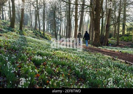 L'une des plus belles expositions de gouttes de neige du Royaume-Uni - plus de cinq millions - se trouve au Painswick Rococo Garden près de Stroud, dans le Gloucestershire. Banque D'Images